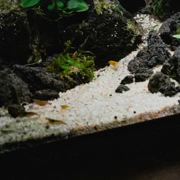 Fresh hardscape: a sand path between lava rock, first plantings going in.