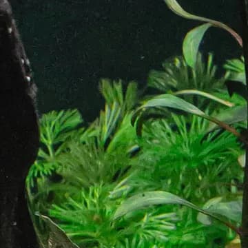 Dense mature growth crowding the same scape.