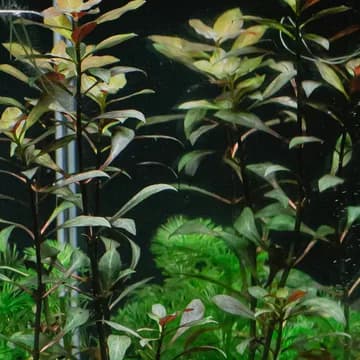 Stem plants filling in above the hardscape.
