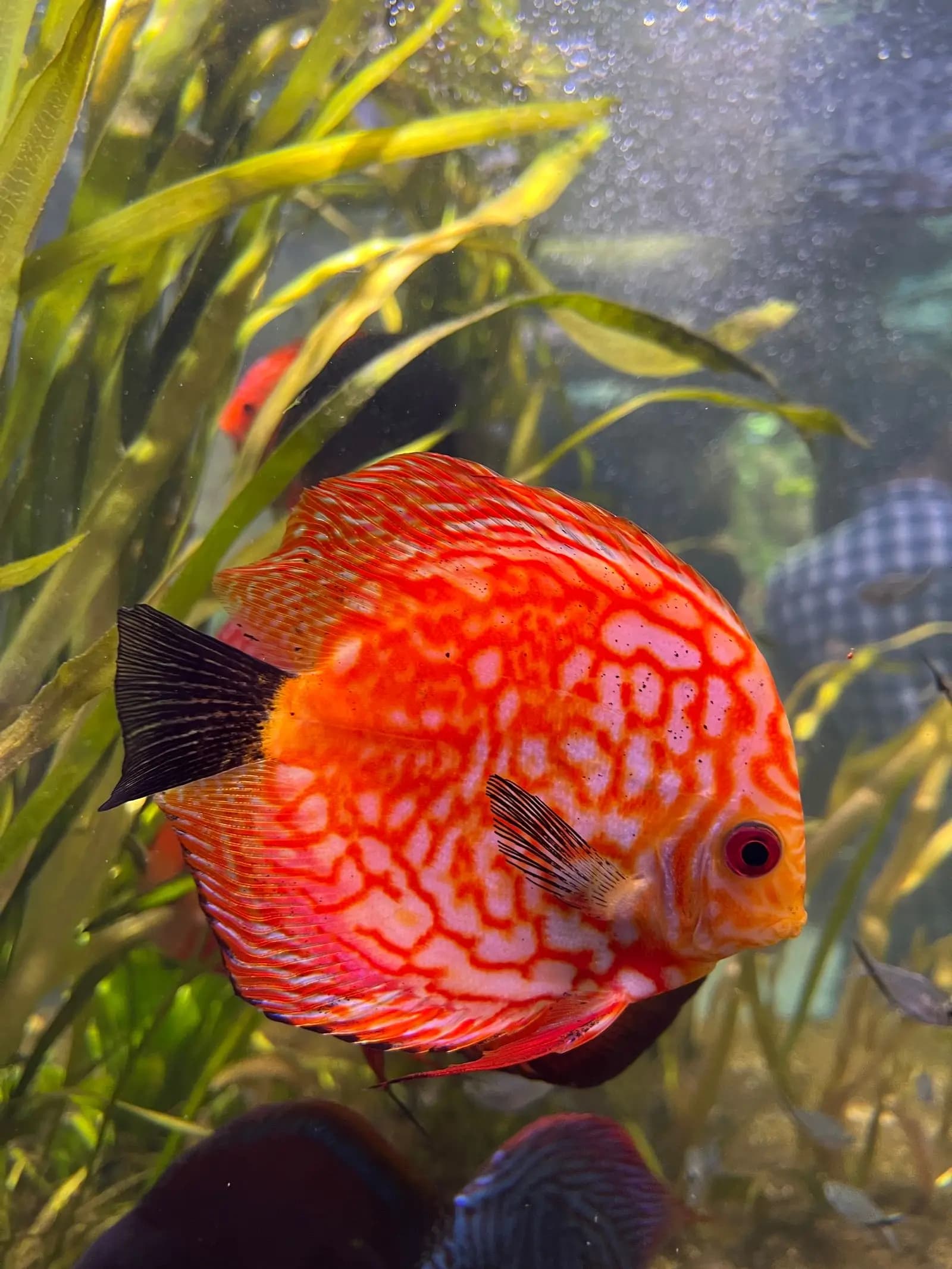 Red discus in a planted aquarium