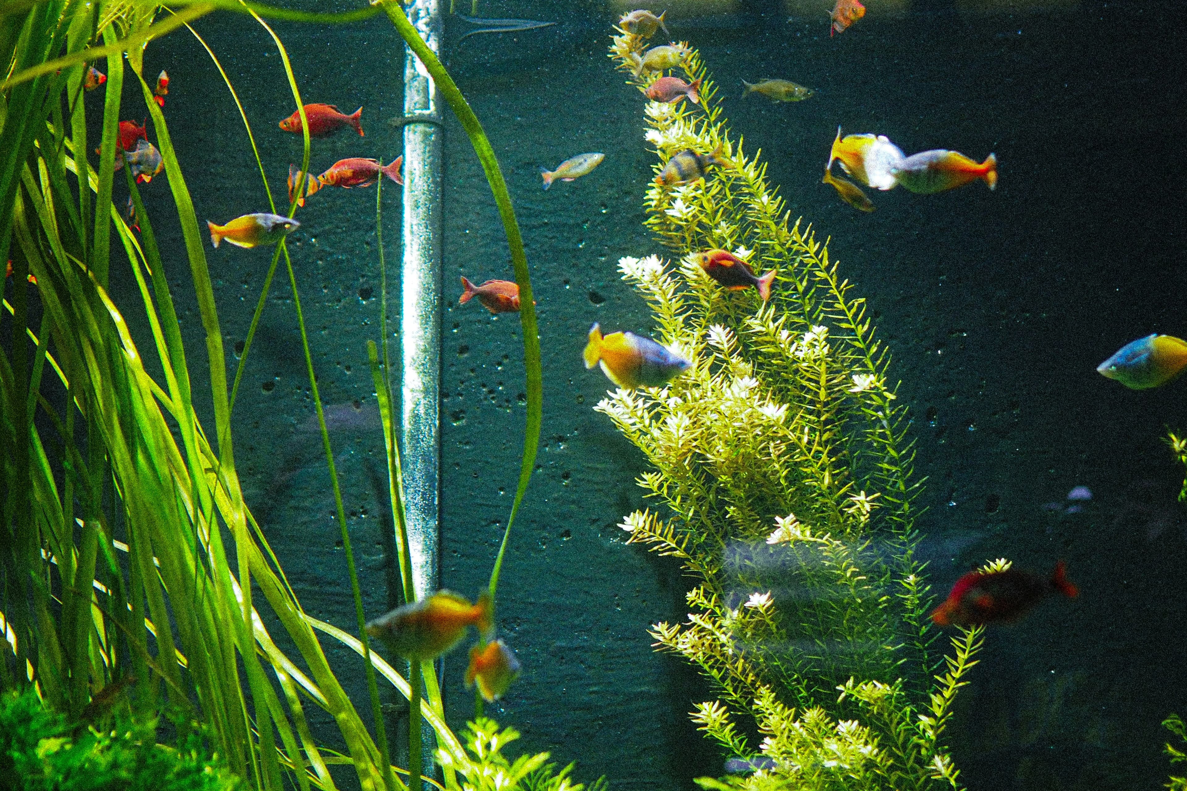 A planted freshwater community tank, rainbowfish schooling between vallisneria and stem plants.