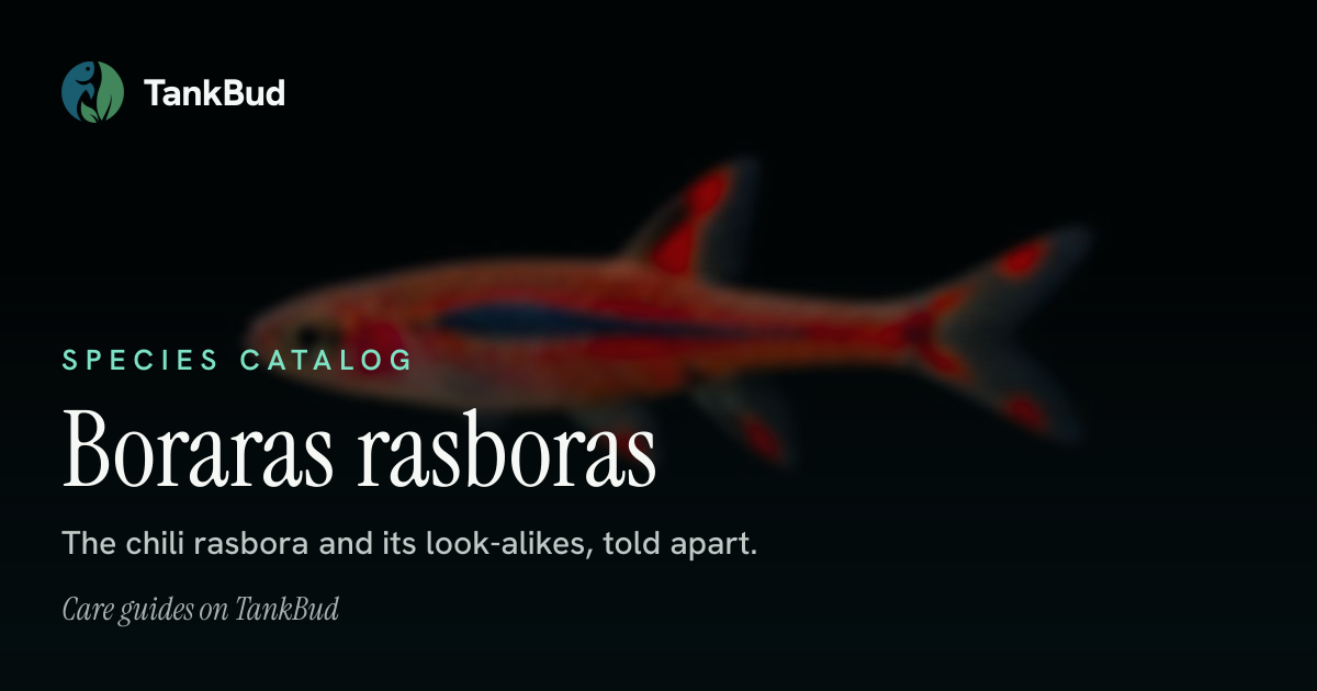 Boraras rasboras: the chili rasbora and its look-alikes · TankBud
